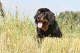 DOGUE DU TIBET 017